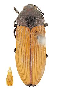 Castiarina guttata, SAMA 25-017946, male, Gawler, SL, photo by Peter Lang for SA Museum, 14.7 × 5.5 mm